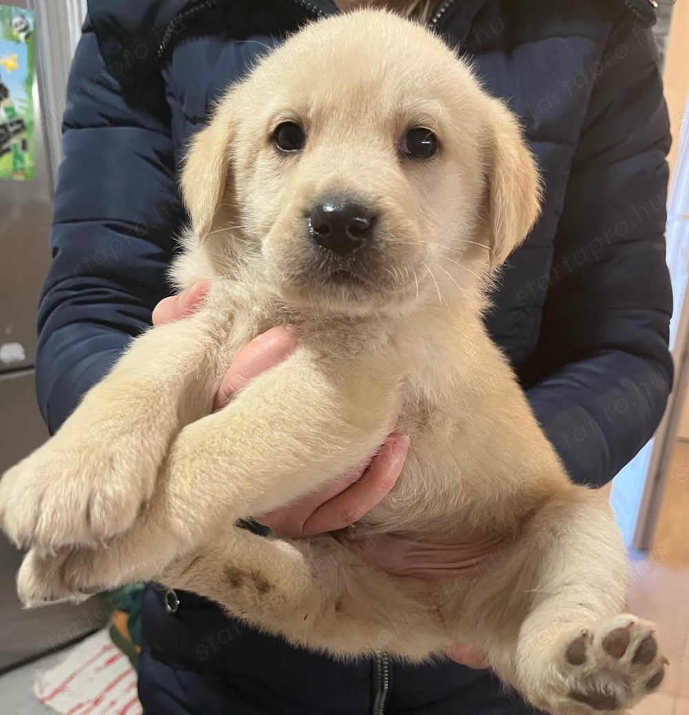 Eladó labrador kiskutyák