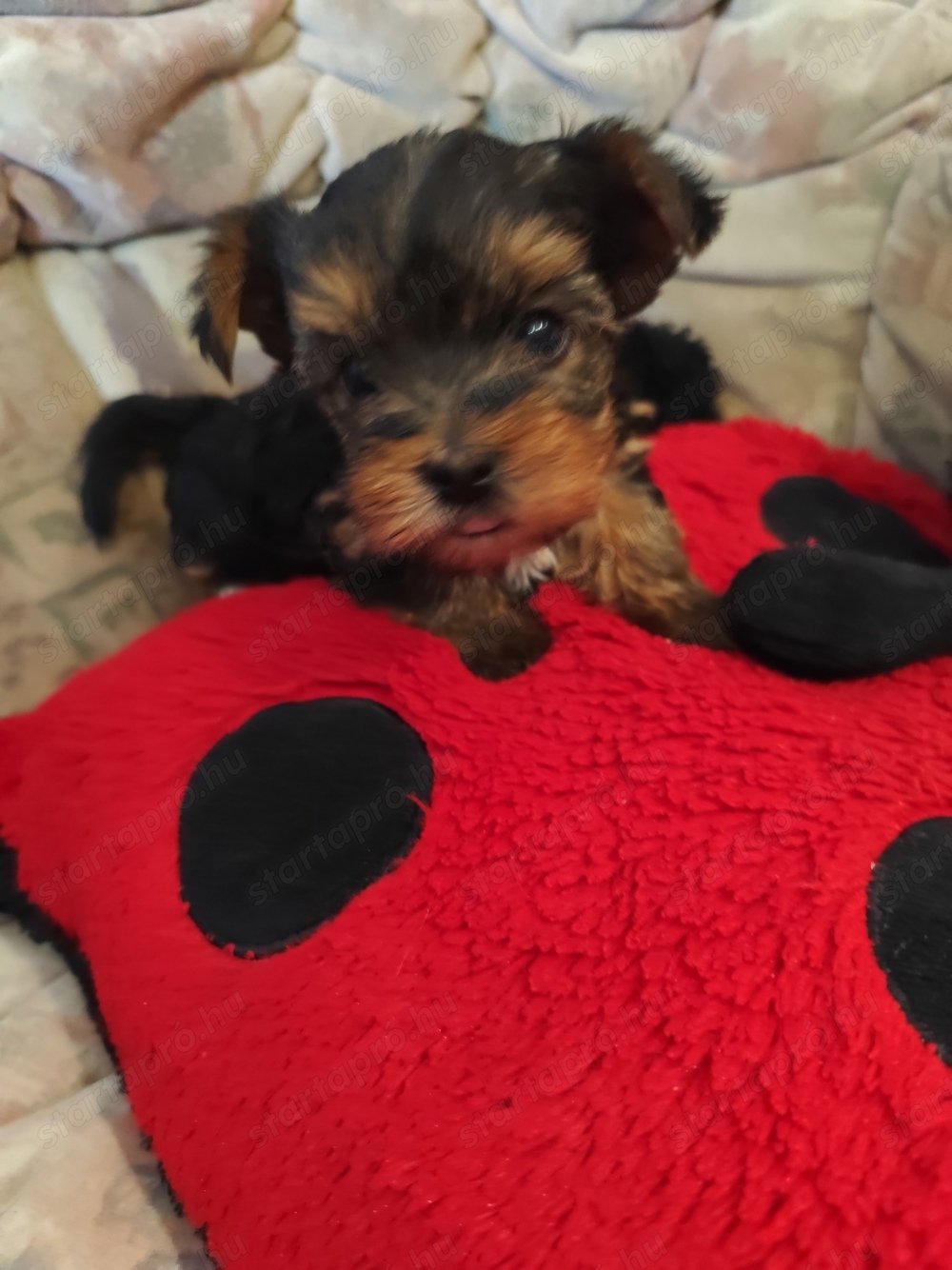 Yorkshire terrier szuka és fiú eladó.