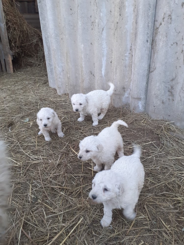 Komondor kiskutyák