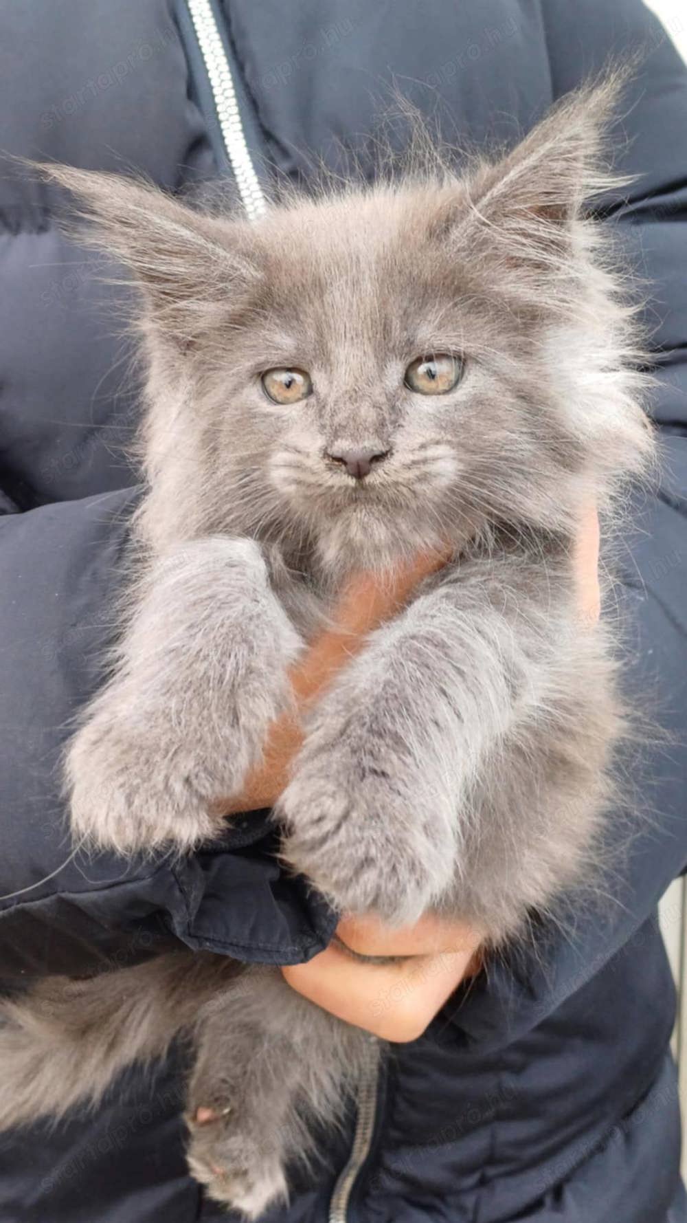 Maine coon kiscica 