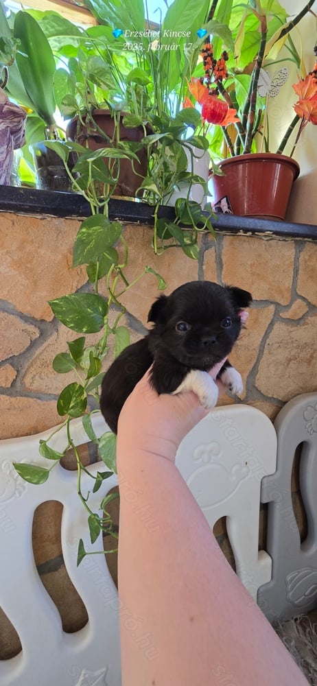 Hosszú szörű törzskönyves minöségi csivava chihuahua kölykök 