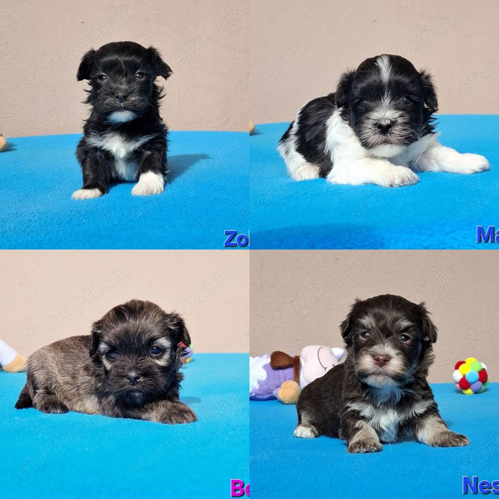 Bichon havanese törzskönyvezhető kiskutyák