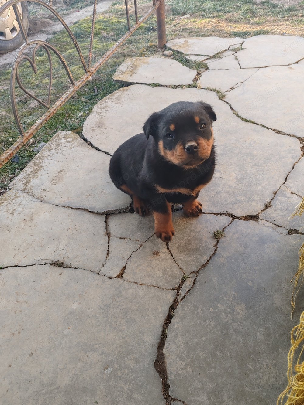 Rottweiler kiskutya eladó