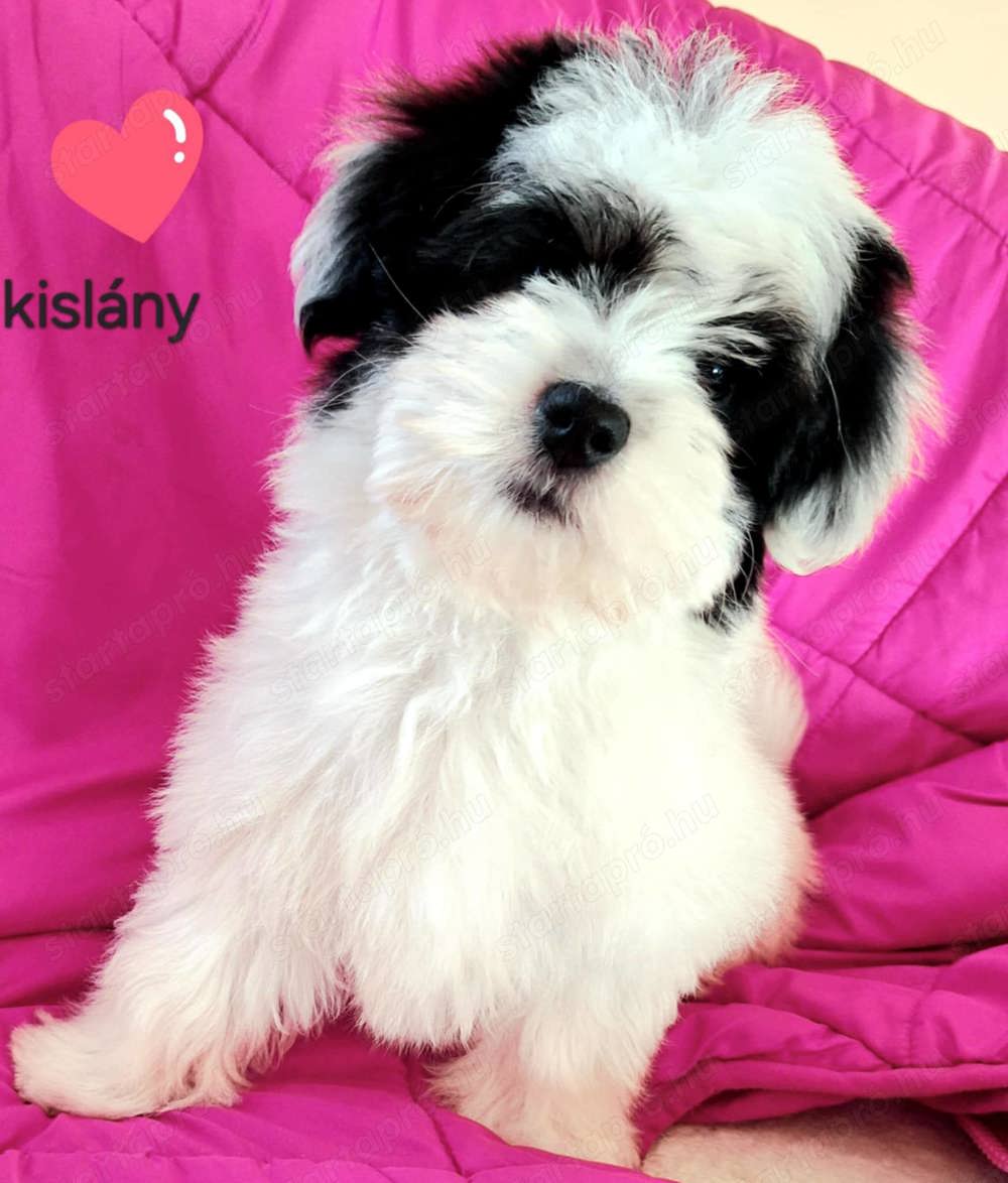 Álomszép bichon havanese kislány