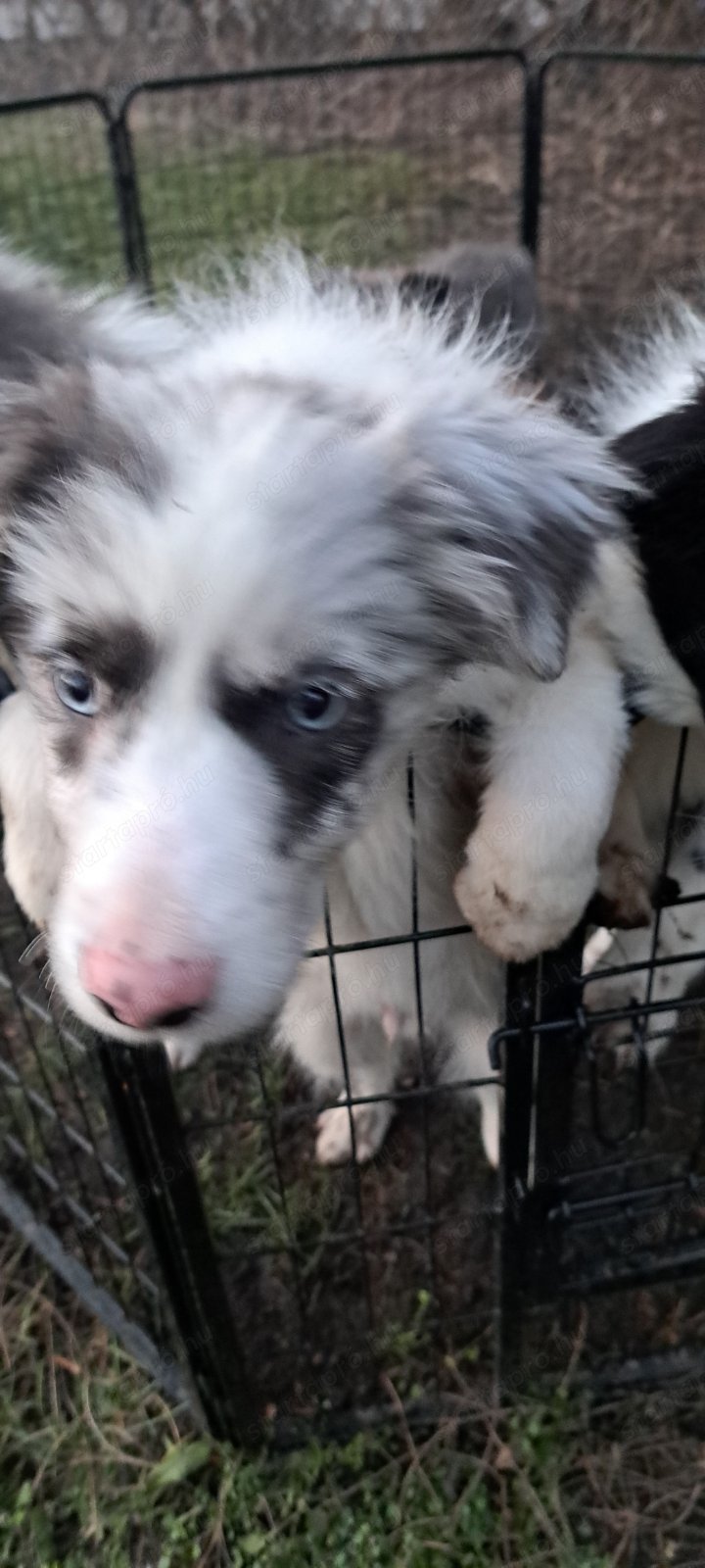 Border collie