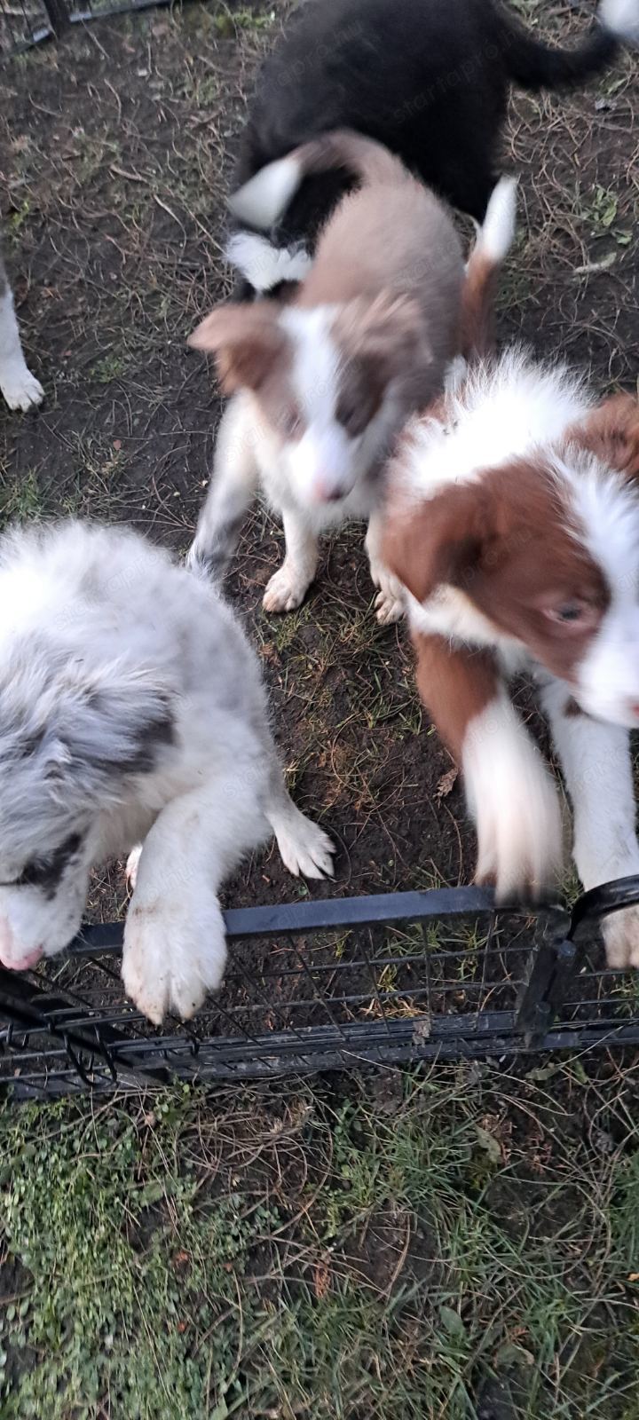 Border collie