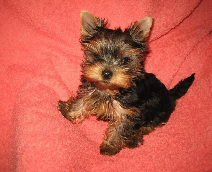 Yorkshire Terrier Tündéri Kisméretű Minőségi Kölykök eladók