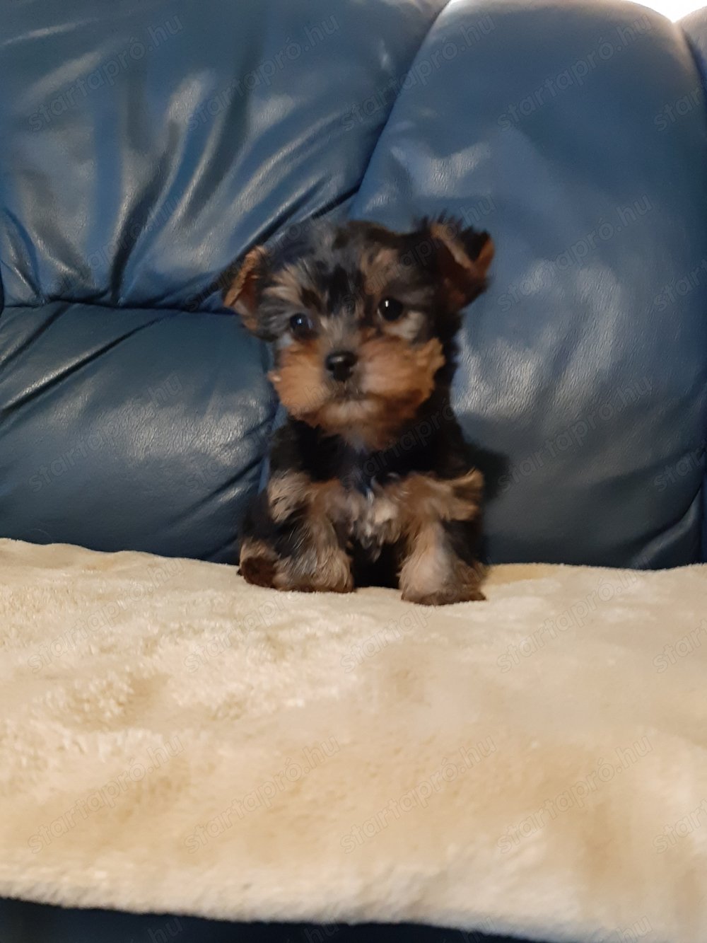 eladó yorkshire terrier mini yorki 