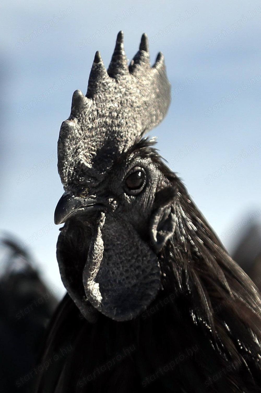 Ayam cemani baromfiktól tenyésztojás kapható