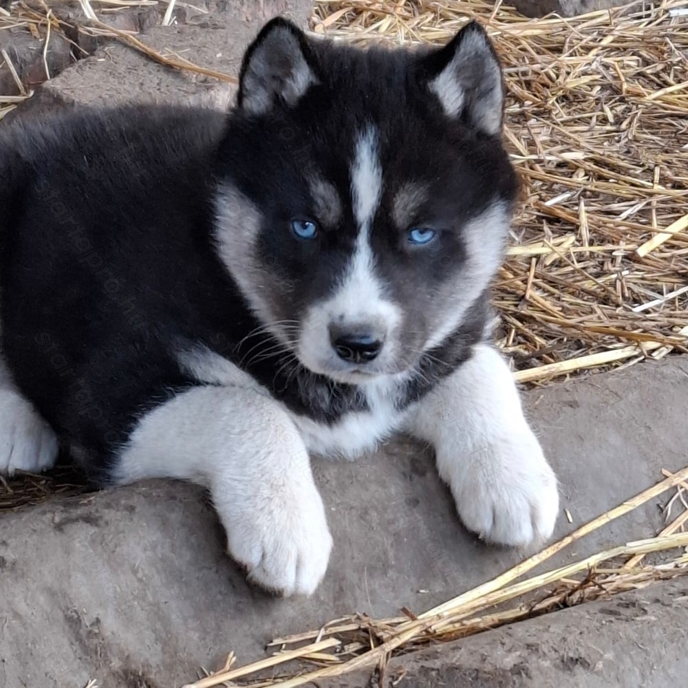 Gyönyörű Husky kiskutyák 