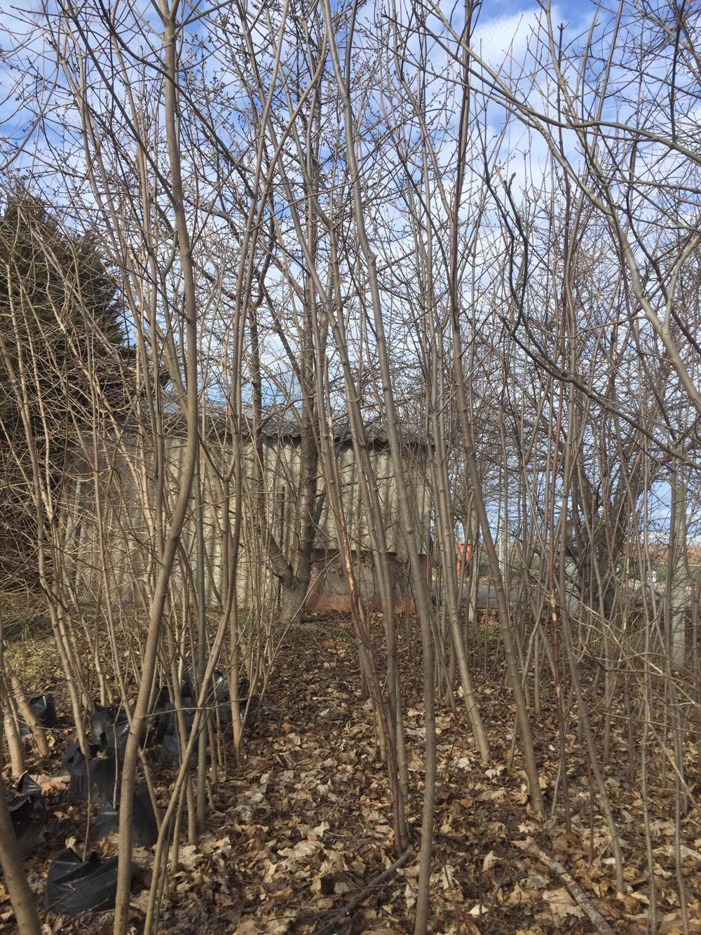 Eladó.Hegyi juhar és zöld juhar fák.