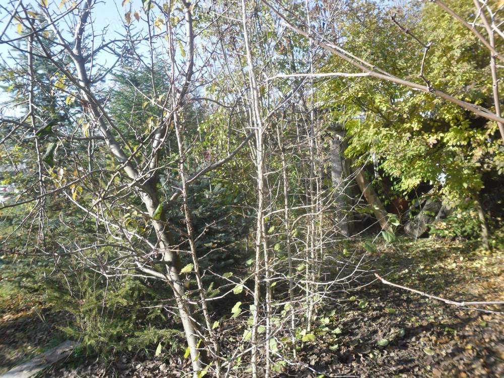 Eladó török mogyoró.