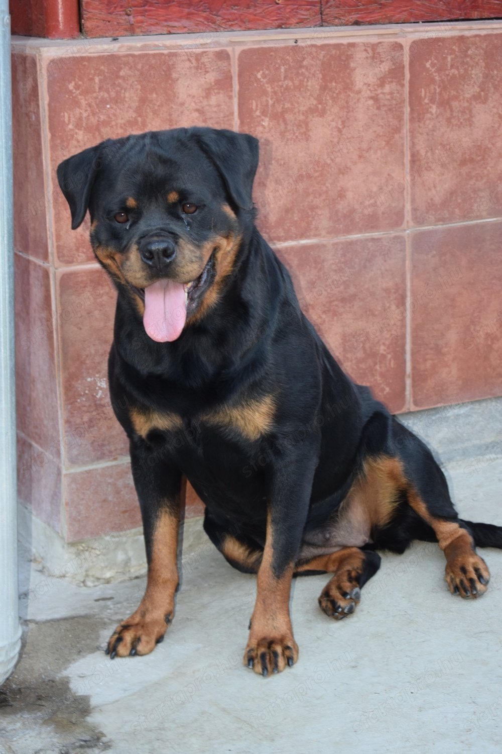 Hajdú-házi-rott KENNEL