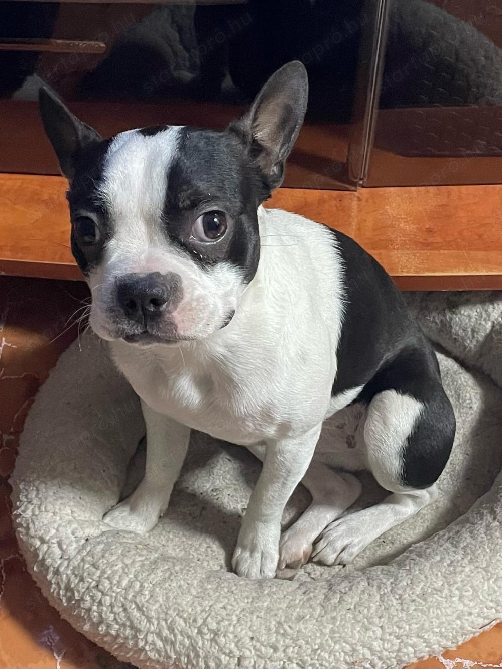 7 hónapos Boston terrier nőstény kutya sürgősen kőltözne