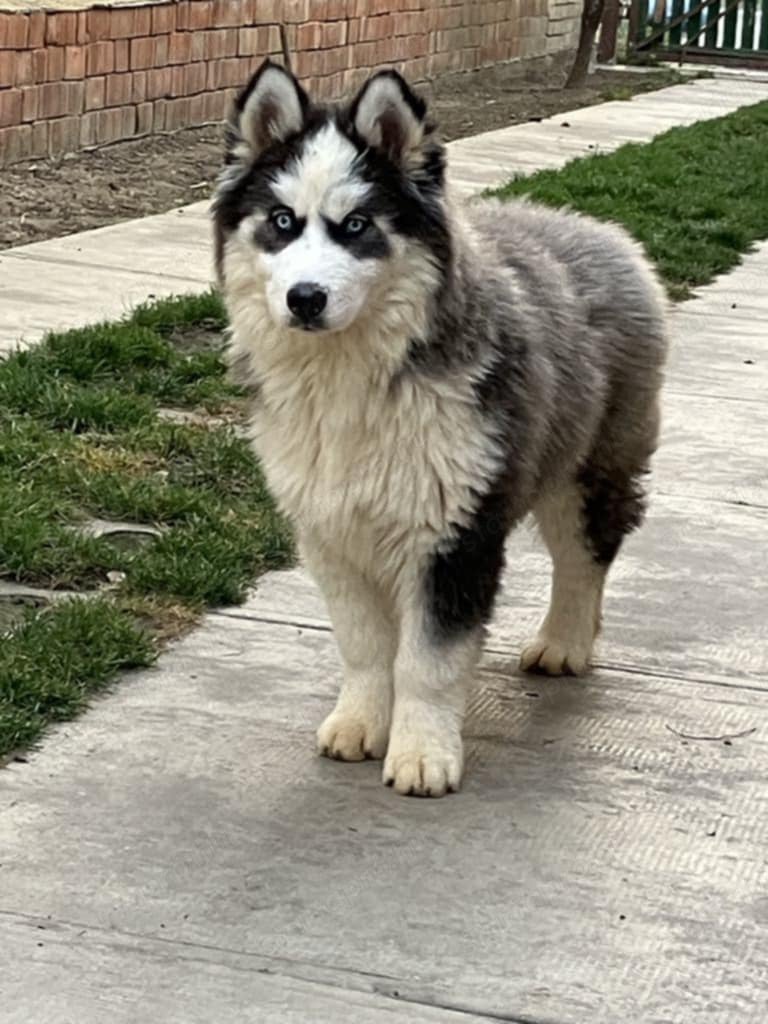 Kék szemű Szibériai husky