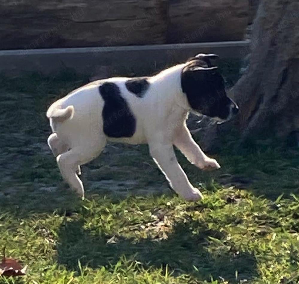 Két fajtatiszta sima szőrű Foxterrier kiskutya eladó