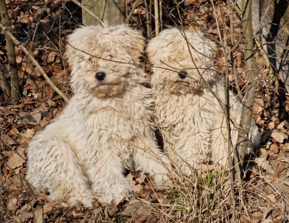 Komondor kiskutyák 