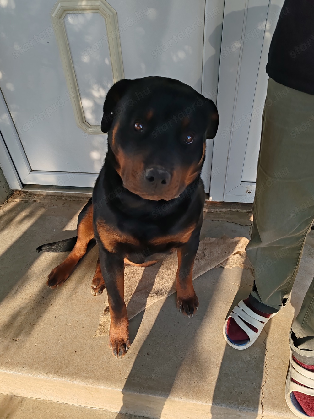 Rottweiler kan eladó