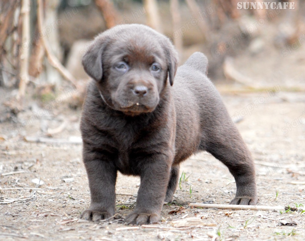 Törzskönyvezett csokibarna és fekete labrador kiskutyák! 