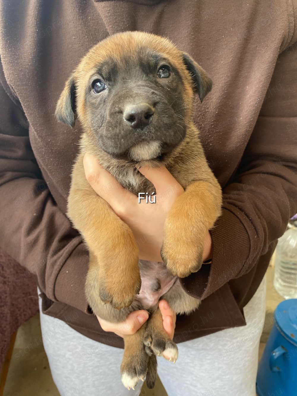 Cane corso kölyök kutyák 