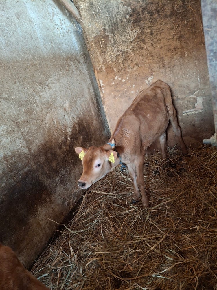 Jersey borjú eladó