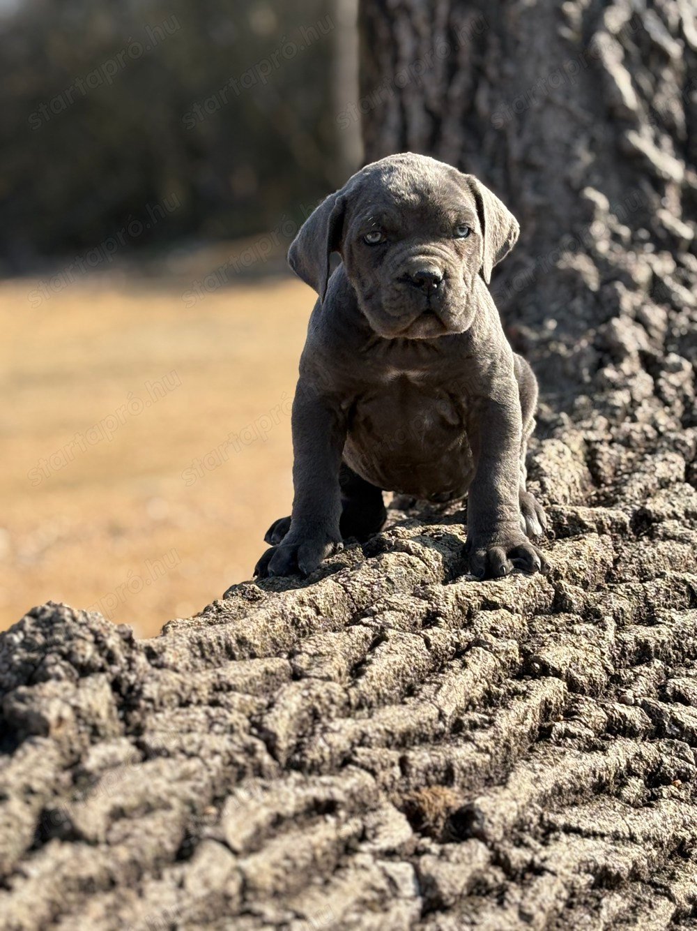 Cane Corso szürke szuka Euch, Wch vonallal tenyésztői garanciával eladó