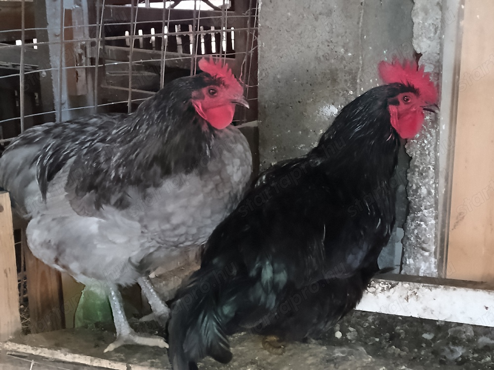 Australorp Kakasok Eladóak 