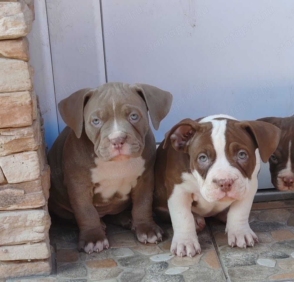 American bully pocket kiskutyák 