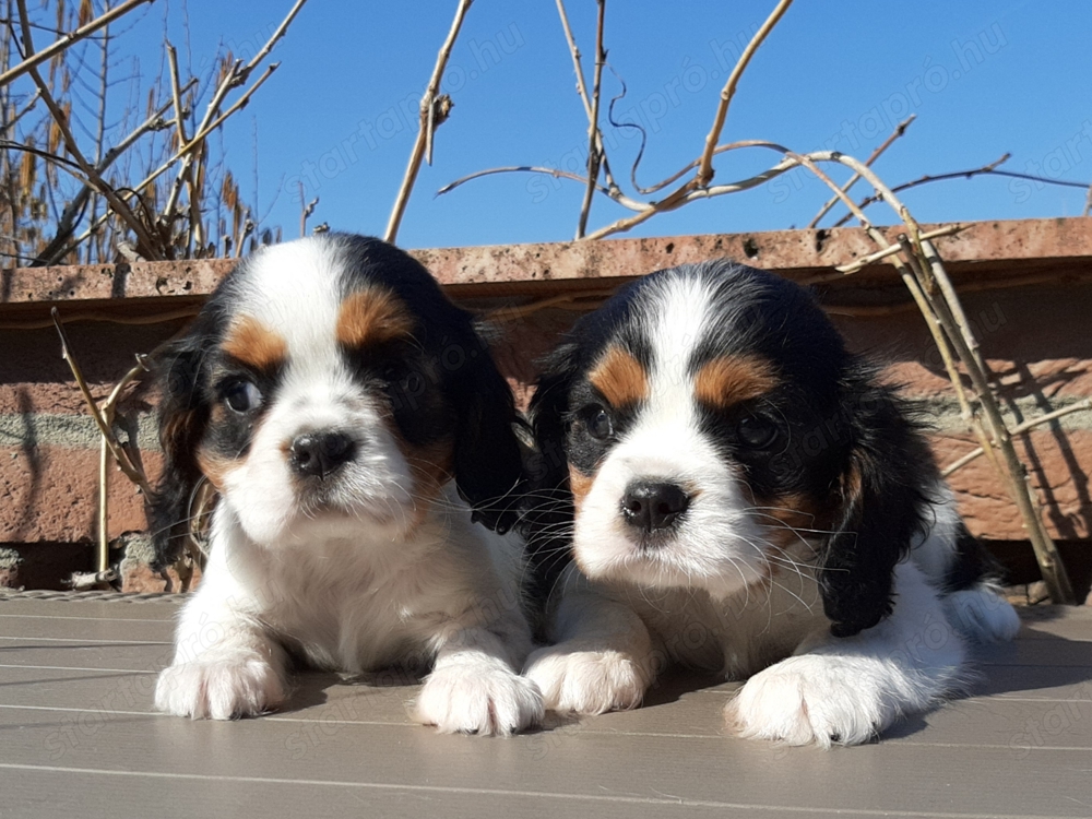 Ritka szép eladó cavalier king charles spániel tricolor kiskutyák