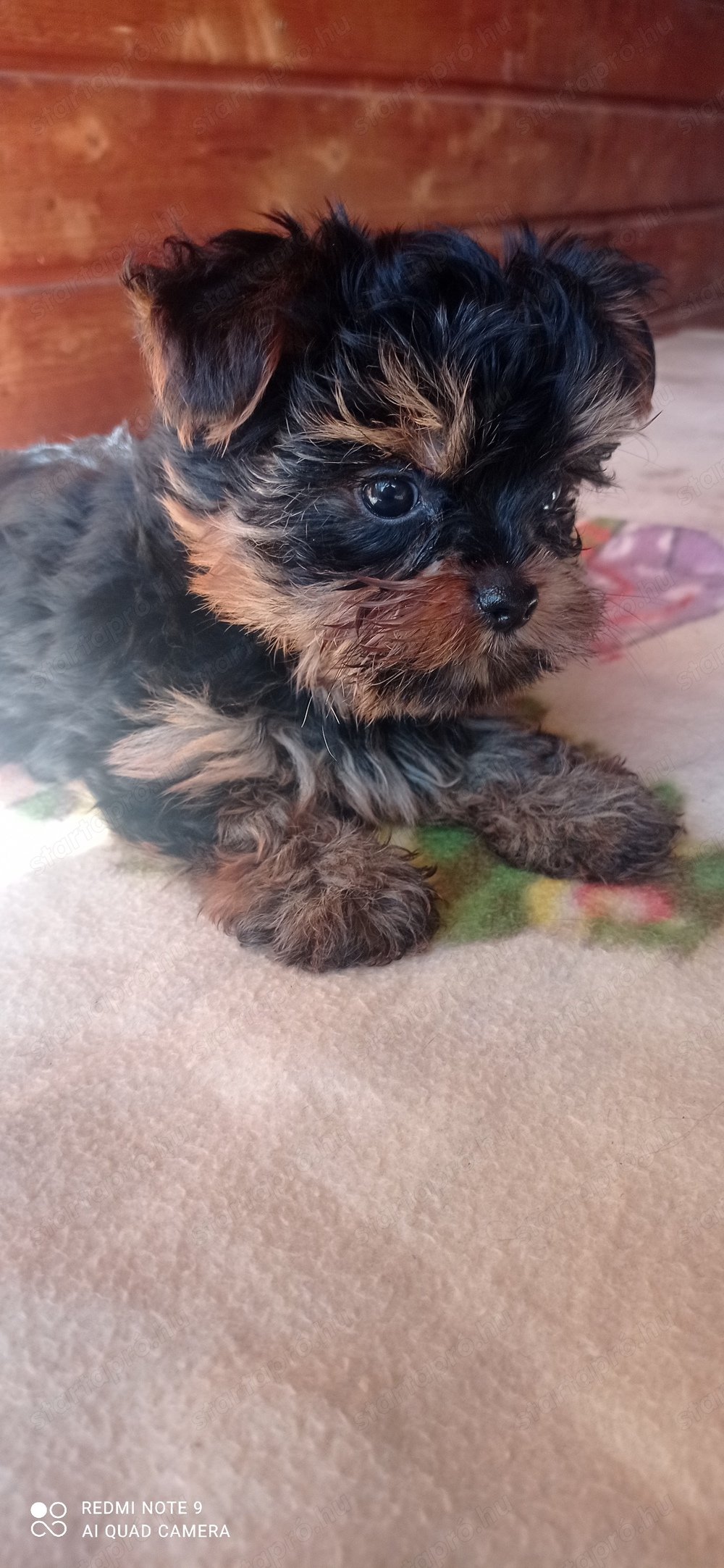 Yorkshire terrier mini kan , chippelve , szerződéssel 