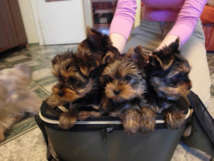 Yorkshire terrier kölykök 