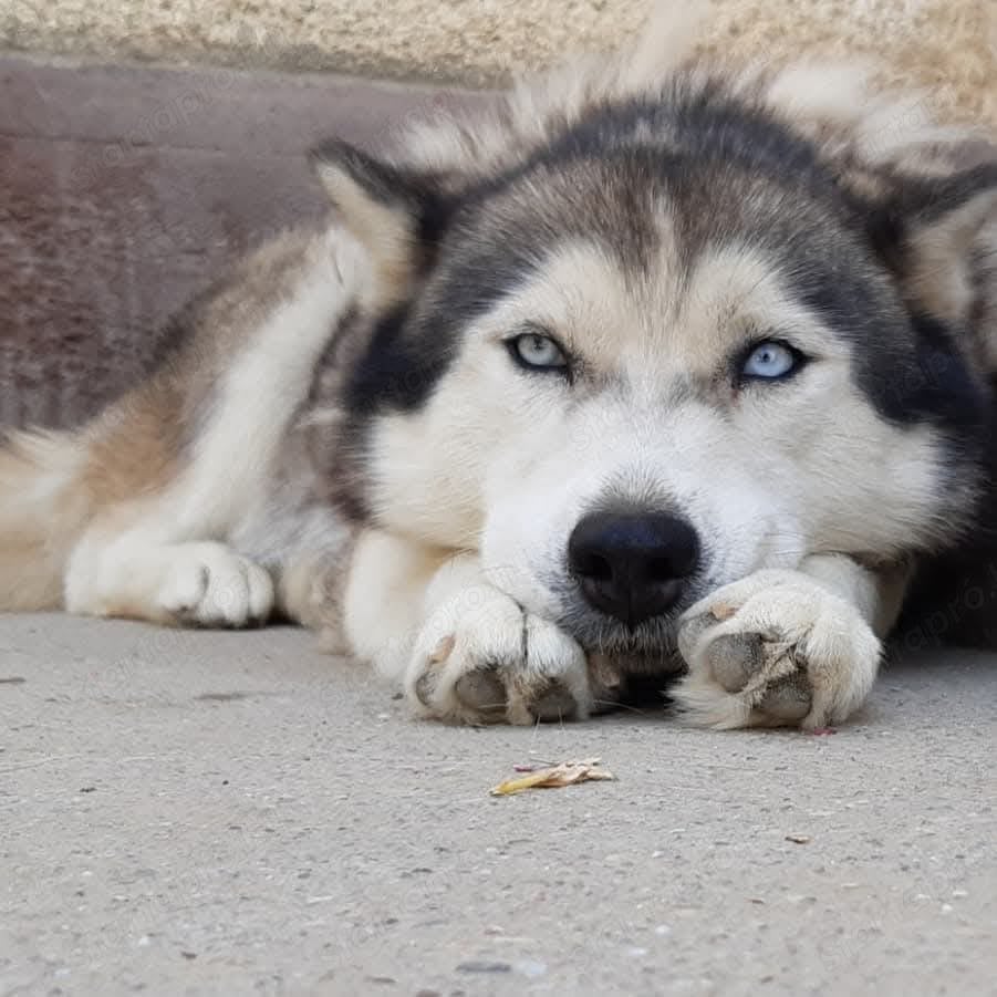 Husky- malamut keverék 