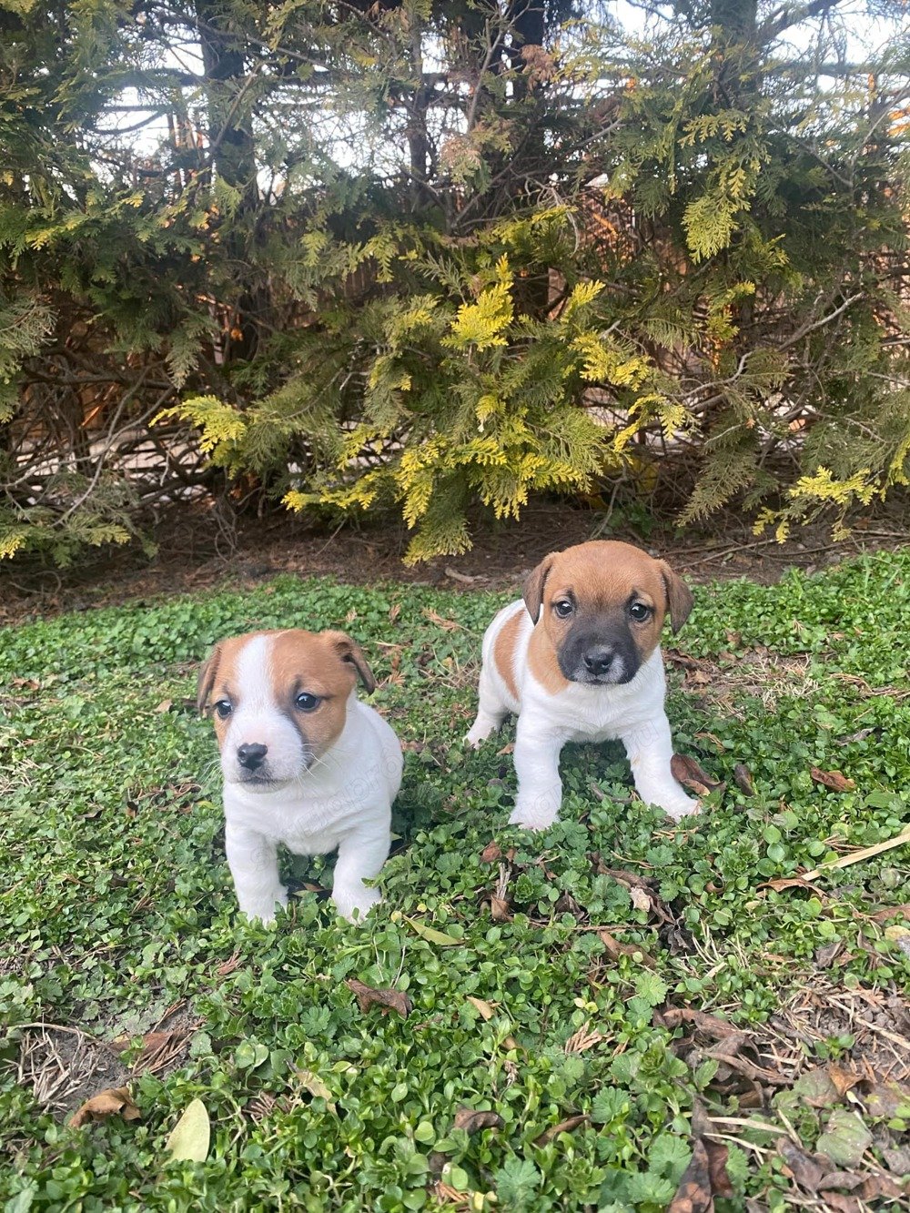 Jack russel terrier