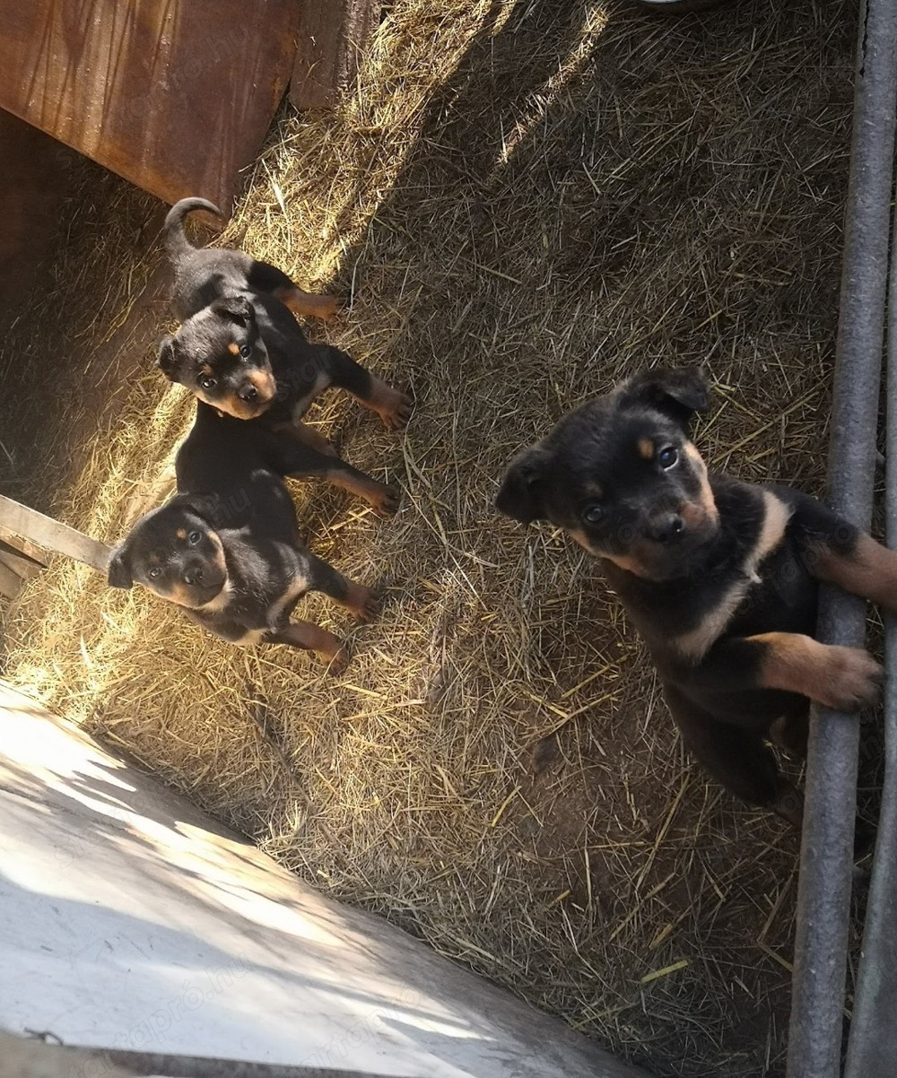 Rottweiler kis kutyák eladók