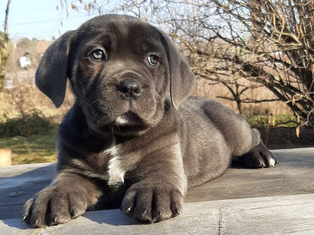 blue cane corso eladó 