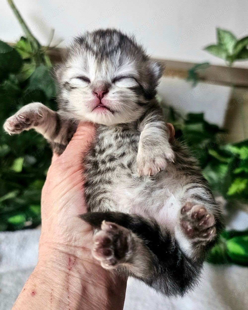 Tenyésztőtől eladó Selkirk Rex hosszú szőrű  kisfiú