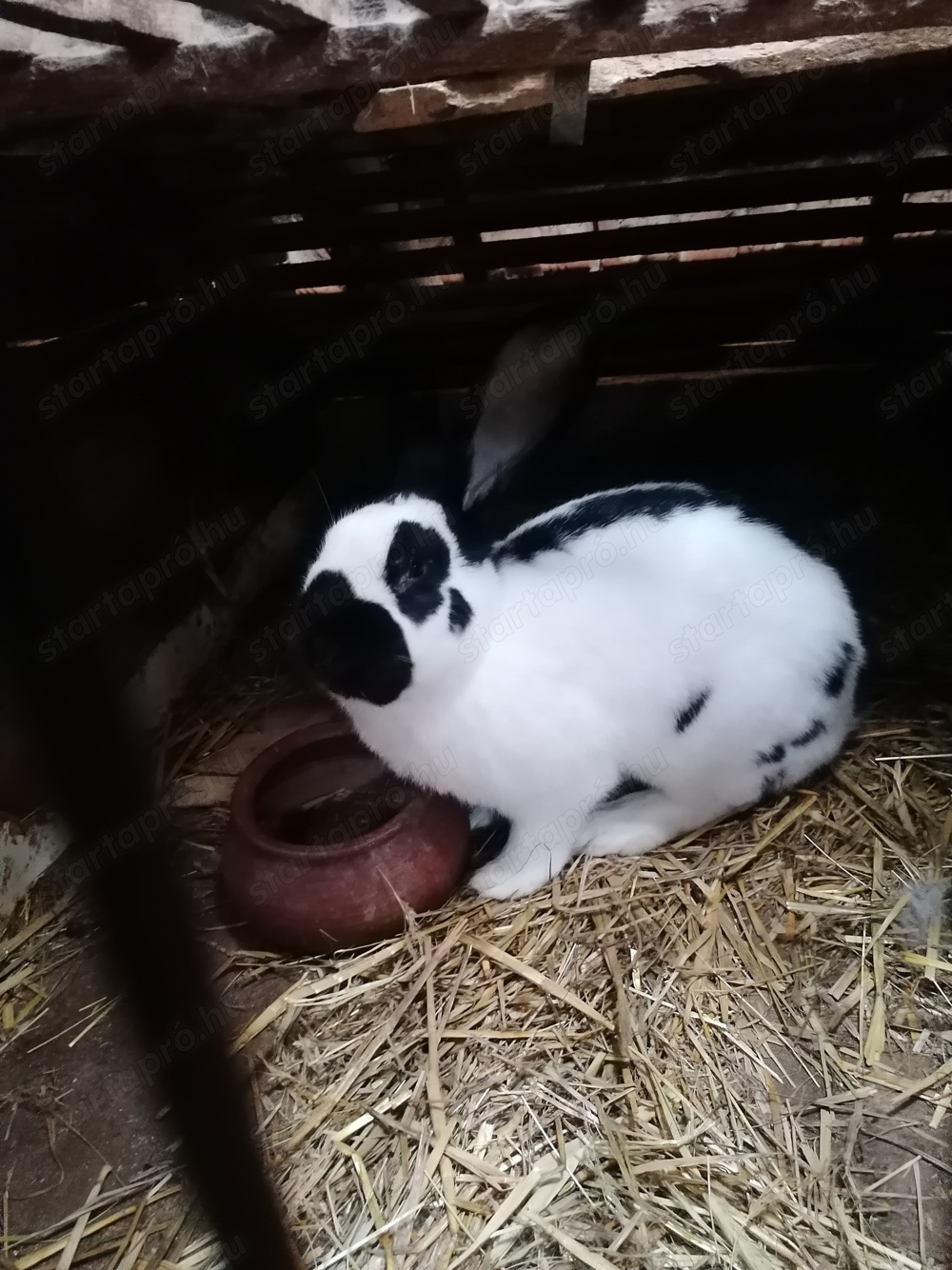 Német óriás lepketarka nyúl 