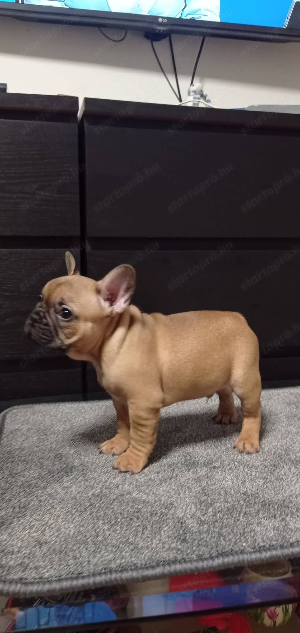 Törzskönvezett Francia bulldog kisfiú