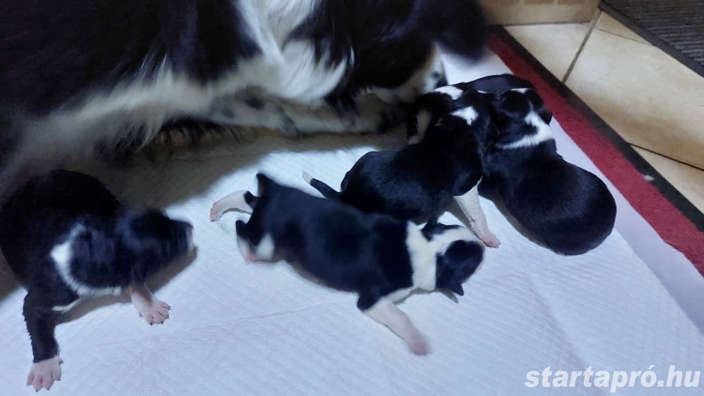 Fajtiszta border collie kölykök kiskutyák 