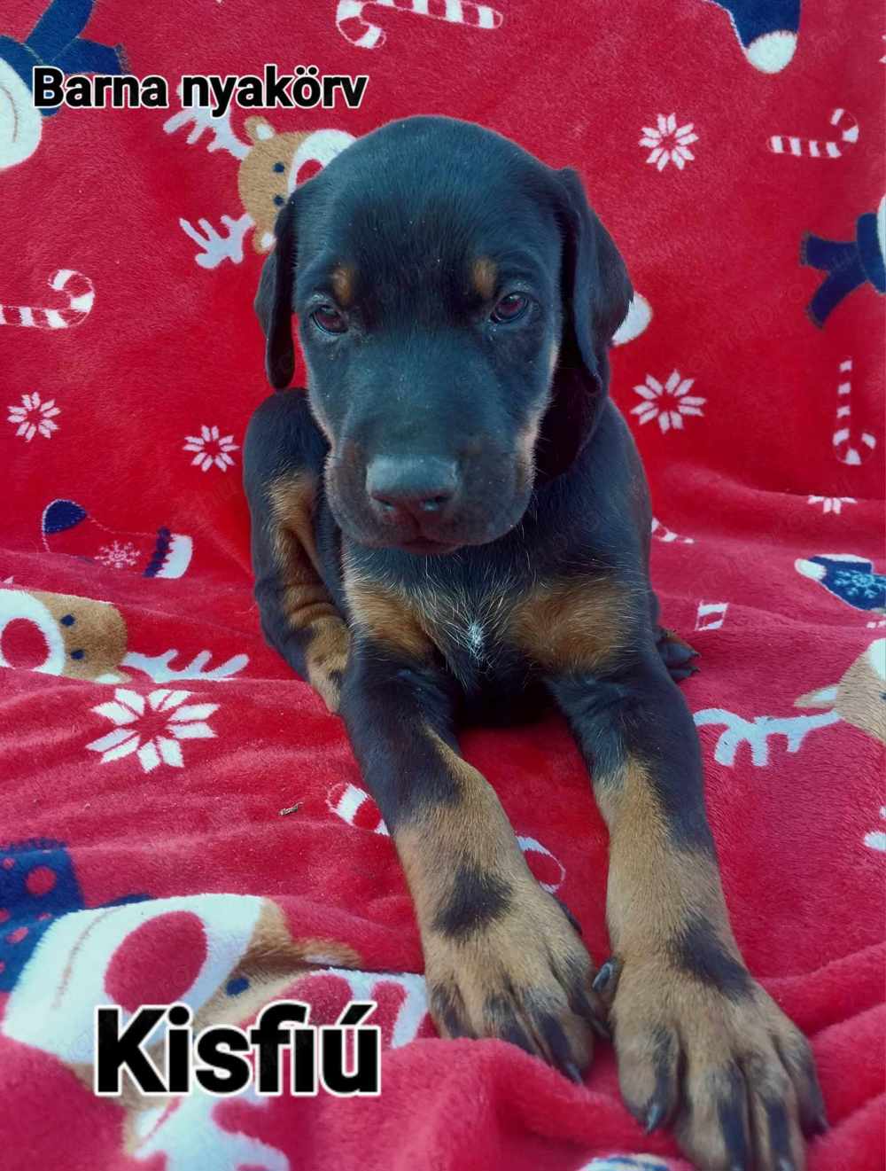 Dobermann kutya