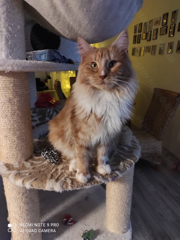 Maine coon lány 