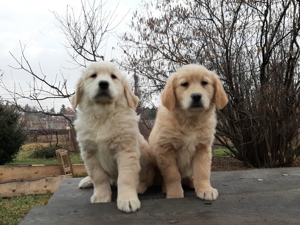 eladó golden retriever kölykök 