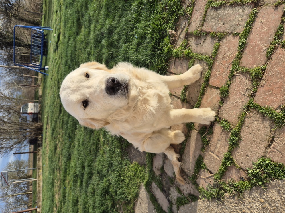 6 hónapos Golden retriever