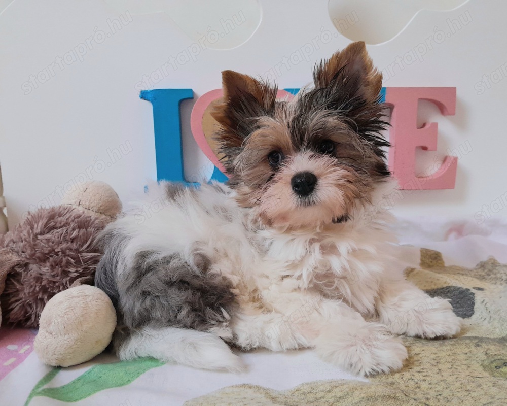 Gyönyörű szép Blueberry merle Yorkshire terrier kisfiú (yorki)