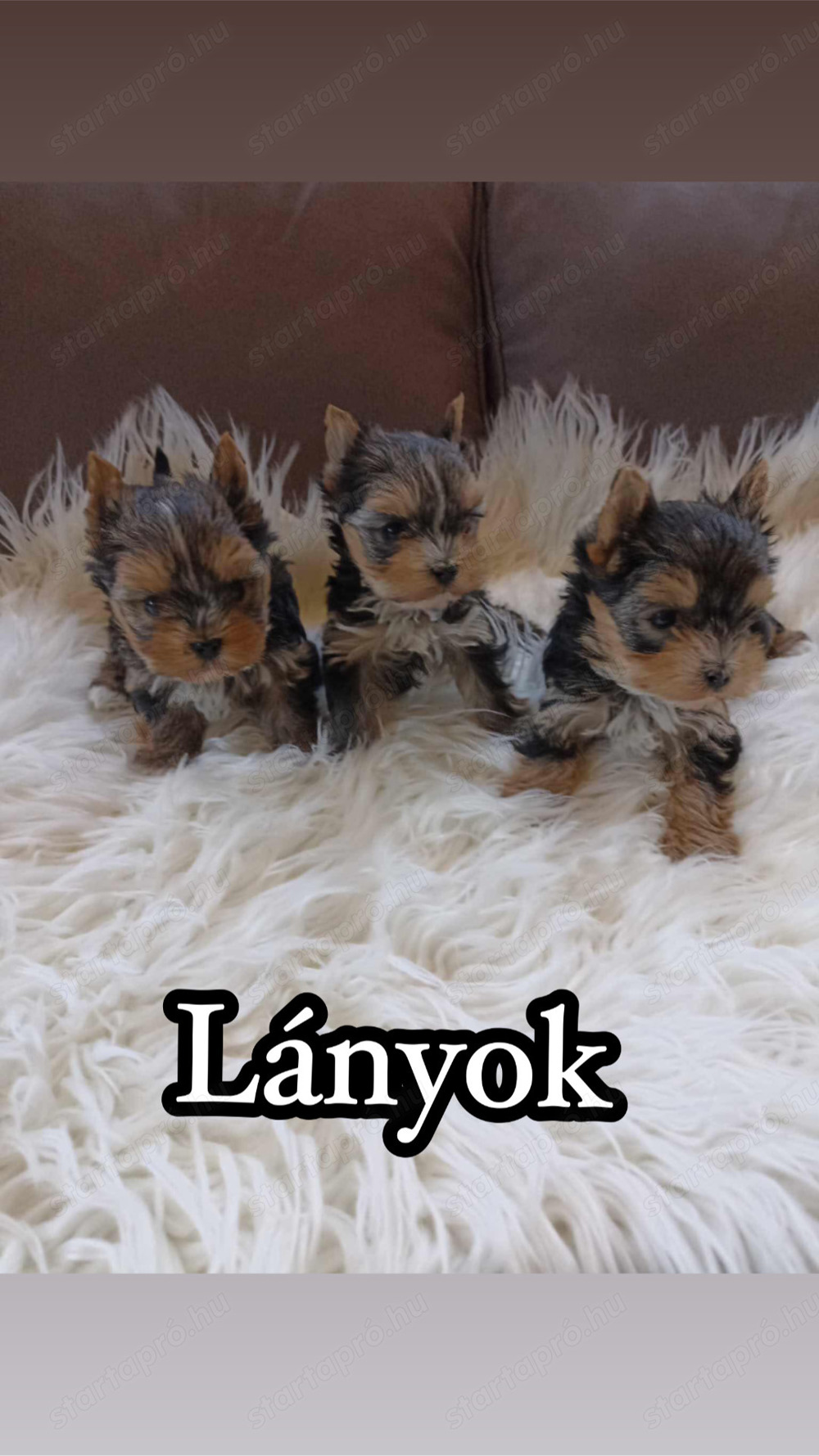 Mini yorki kis kutyák