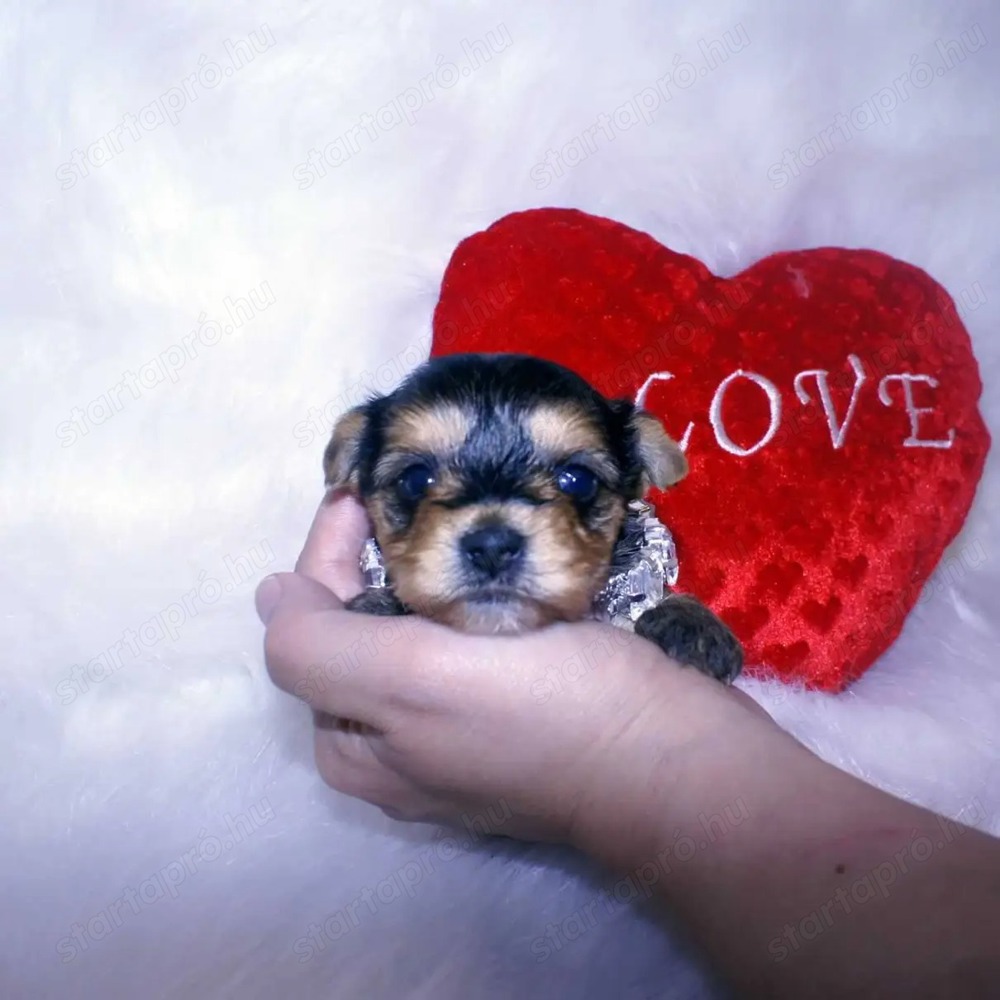 Mini Yorkshire terrier jellegű kiskutyák 