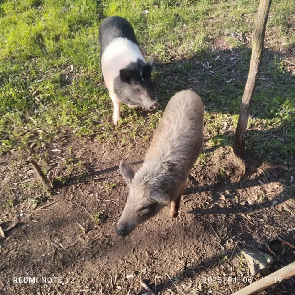 Mangalica koca eladó Mangalica koca eladó