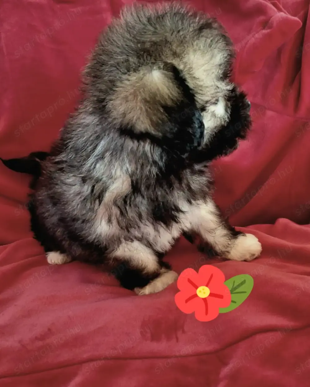 Törzskönyvezett szülőktől minőségi havanese kiskutyák Törzskönyvezett szülőktől minőségi havanese kiskutyák