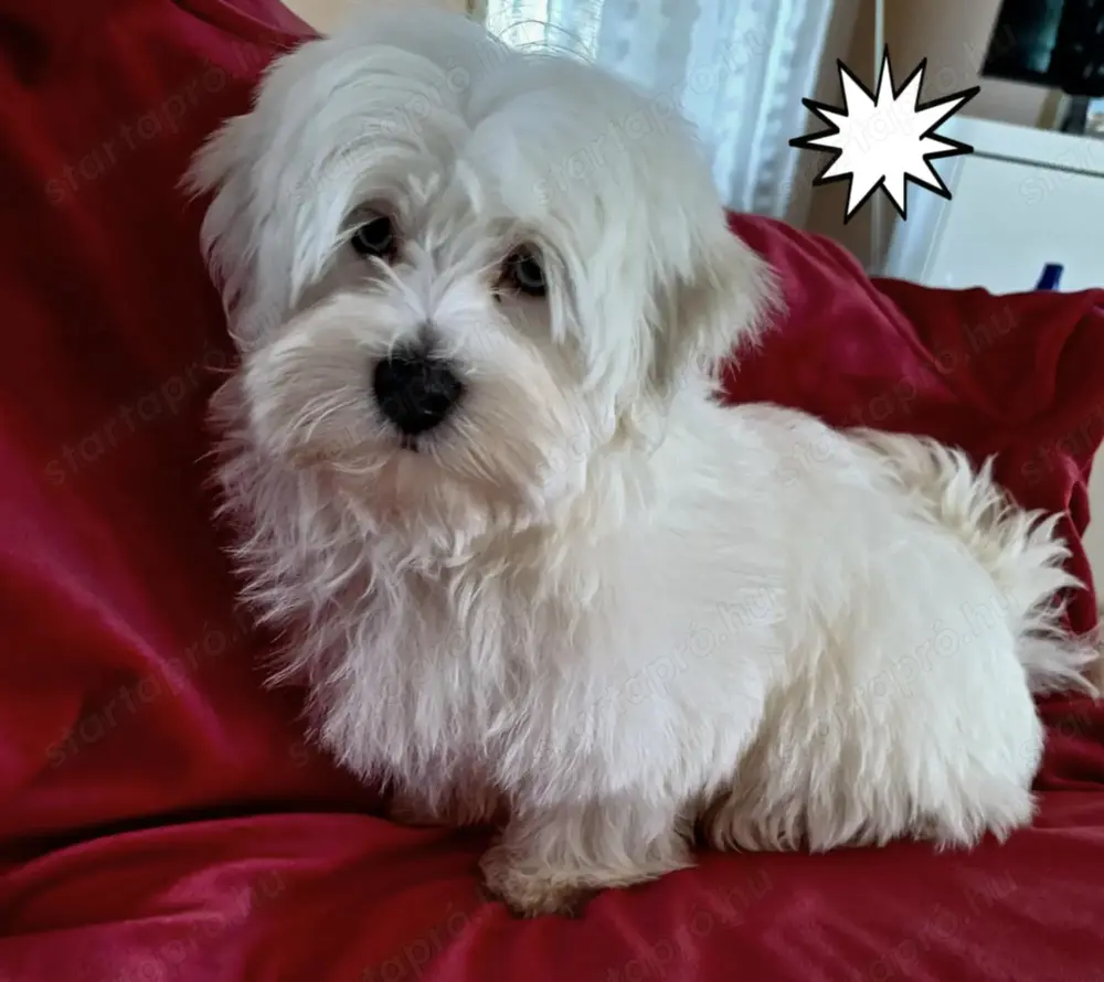 Álomszép hófehér havanese kisfiú Álomszép hófehér havanese kisfiú