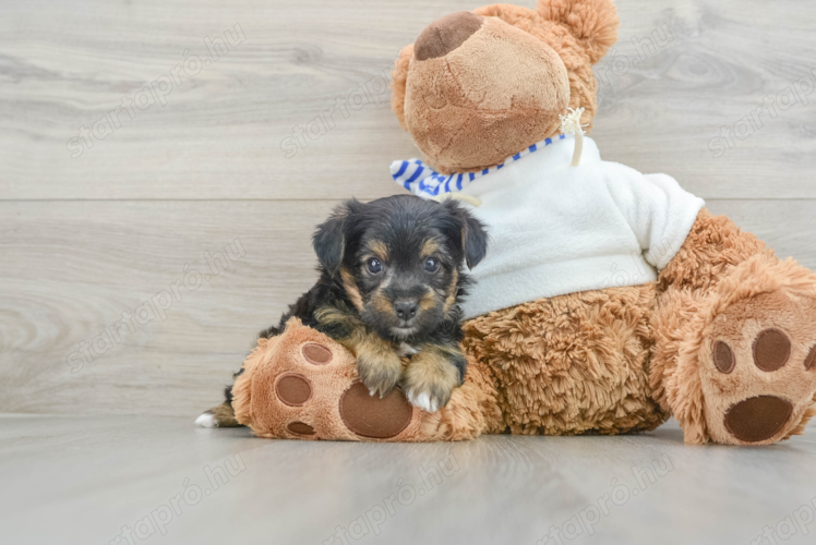 Yorkshire terrier jellegű kiskuty k Yorkshire terrier jellegű kiskuty k
